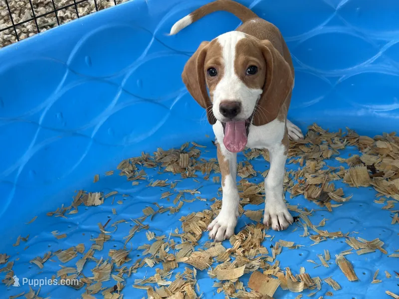 Linus – Beagle puppy for sale in Venus, FL