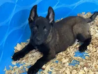 Zeus, a male Belgian Malinois for sale in Venus, FL – 3 of 10