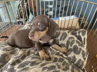 Missy, a female Miniature Dachshund for sale in Venus, FL – 3 of 8