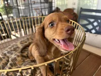 Prince, a male Miniature Dachshund for sale in Venus, FL – 8 of 10