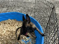 Princess, a female Belgian Malinois for sale in Venus, FL – 8 of 8