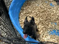 Drako, a male Belgian Malinois for sale in Venus, FL – 7 of 10