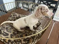 Missy, a female Miniature Dachshund for sale in Venus, FL – 6 of 9