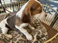 Lucy, a female Beagle for sale in Venus, FL – 2 of 10