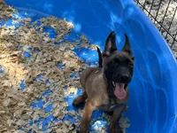 Roly, a male Belgian Malinois for sale in Venus, FL – 8 of 9