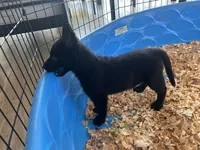 Raven , a female Belgian Malinois for sale in Venus, FL – Photo 4 of 8