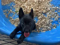 Raven , a female Belgian Malinois for sale in Venus, FL – Photo 3 of 8