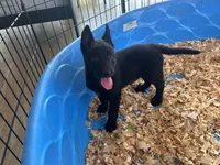 Raven , a female Belgian Malinois for sale in Venus, FL – Photo 7 of 8