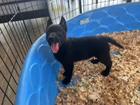 Raven , a female Belgian Malinois for sale in Venus, FL – Photo 5 of 8