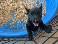 Raven , a female Belgian Malinois for sale in Venus, FL – Photo 2 of 8