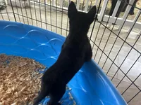 Raven , a female Belgian Malinois for sale in Venus, FL – Photo 6 of 8