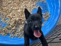 Raven , a female Belgian Malinois for sale in Venus, FL – Photo 1 of 8