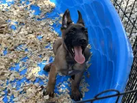 Roly, a male Belgian Malinois for sale in Venus, FL – 9 of 9
