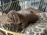 Calvin, a male Miniature Dachshund for sale in Venus, FL – 9 of 9