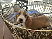 Linus, a male Beagle for sale in Venus, FL – 3 of 10