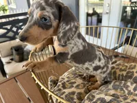 Blue, a male Miniature Dachshund for sale in Venus, FL – 8 of 10