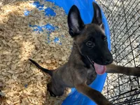 Luther, a male Belgian Malinois for sale in Venus, FL – 1 of 10