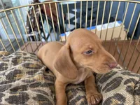Freddy, a male Miniature Dachshund for sale in Venus, FL – 9 of 10