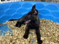 Luke, a male Belgian Malinois for sale in Venus, FL – 3 of 8