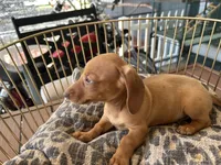 Rosie, a female Miniature Dachshund for sale in Venus, FL – Photo 6 of 8
