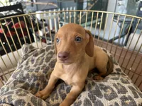 Rosie, a female Miniature Dachshund for sale in Venus, FL – Photo 3 of 8