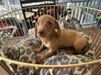 Rosie, a female Miniature Dachshund for sale in Venus, FL – Photo 2 of 8