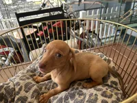 Rosie, a female Miniature Dachshund for sale in Venus, FL – Photo 7 of 8