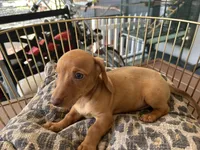 Rosie, a female Miniature Dachshund for sale in Venus, FL – Photo 5 of 8