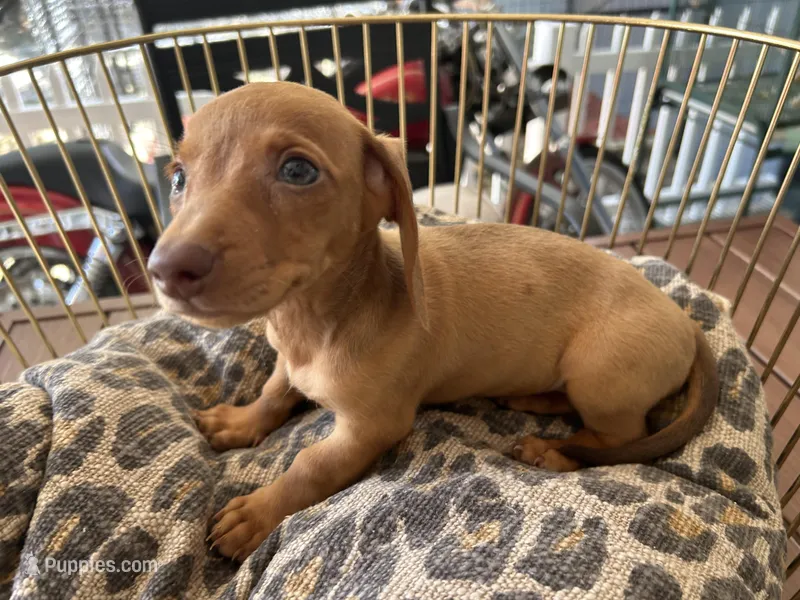 Rosie – Miniature Dachshund puppy for sale in Venus, FL