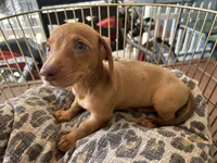 Rosie, a female Miniature Dachshund for sale in Venus, FL – Photo 1 of 8
