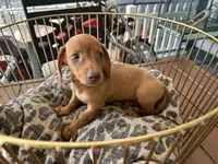 Rosie, a female Miniature Dachshund for sale in Venus, FL – Photo 8 of 8