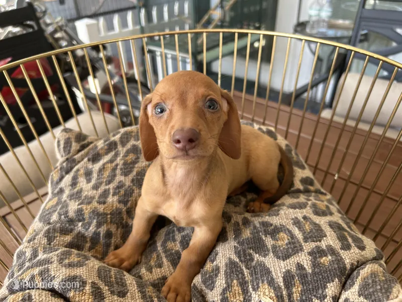 Rosie – Miniature Dachshund puppy for sale in Venus, FL