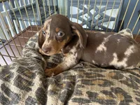 Marvin , a male Miniature Dachshund for sale in Venus, FL – 5 of 10