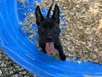 Athena, a female Belgian Malinois for sale in Venus, FL – 7 of 9