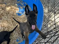 Luther, a male Belgian Malinois for sale in Venus, FL – 5 of 10