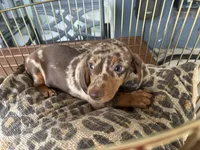 Snickers , a male Miniature Dachshund for sale in Venus, FL – 3 of 10