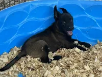 Zeus, a male Belgian Malinois for sale in Venus, FL – 9 of 10
