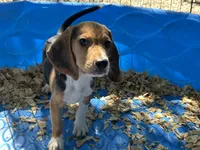 Snoopy, a male Beagle for sale in Venus, FL – 4 of 9