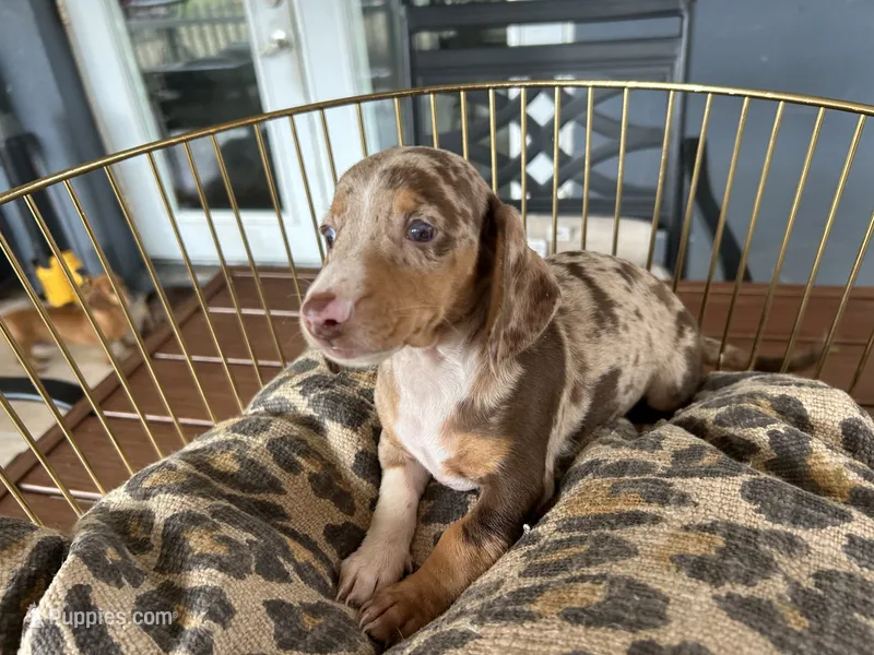 Baby – Miniature Dachshund puppy for sale in Venus, FL
