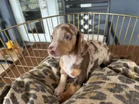 Baby, a female Miniature Dachshund for sale in Venus, FL – 1 of 9