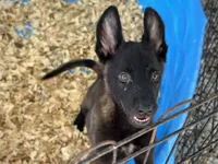 Zeus, a male Belgian Malinois for sale in Venus, FL – 4 of 10