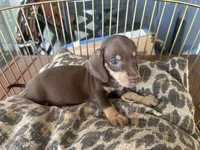 Missy, a female Miniature Dachshund for sale in Venus, FL – 5 of 8