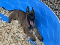 Roly, a male Belgian Malinois for sale in Venus, FL – 3 of 9