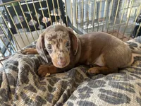 Snickers , a male Miniature Dachshund for sale in Venus, FL – 6 of 8