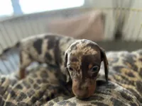 Chip, a male Miniature Dachshund for sale in Venus, FL – Photo 2 of 9