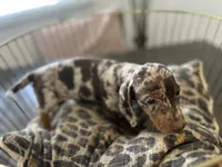 Chip, a male Miniature Dachshund for sale in Venus, FL – Photo 7 of 9