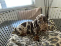 Chip, a male Miniature Dachshund for sale in Venus, FL – Photo 9 of 9