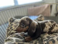 Chip, a male Miniature Dachshund for sale in Venus, FL – Photo 3 of 9