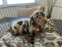 Chip, a male Miniature Dachshund for sale in Venus, FL – Photo 4 of 9