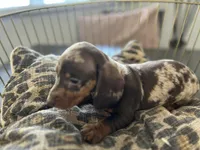 Chip, a male Miniature Dachshund for sale in Venus, FL – Photo 6 of 9